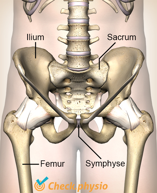 Hüfte ISG Ilium Sakrum Symphyse Symphysis pubica Femur Becken Beckenhälfte Kreuzbein
