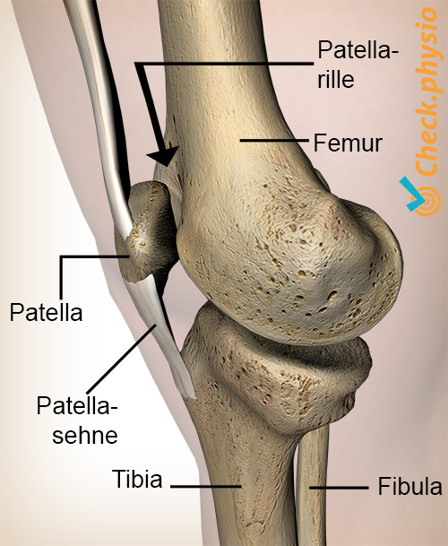 Knie Facies patellaris femoris Rinne Patella Kniescheibe