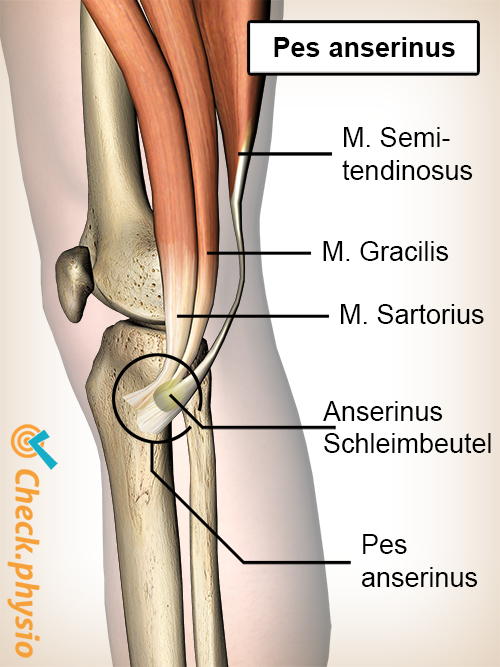 Pes Anserinussyndrom | Ursache, Symptome & Behandlung