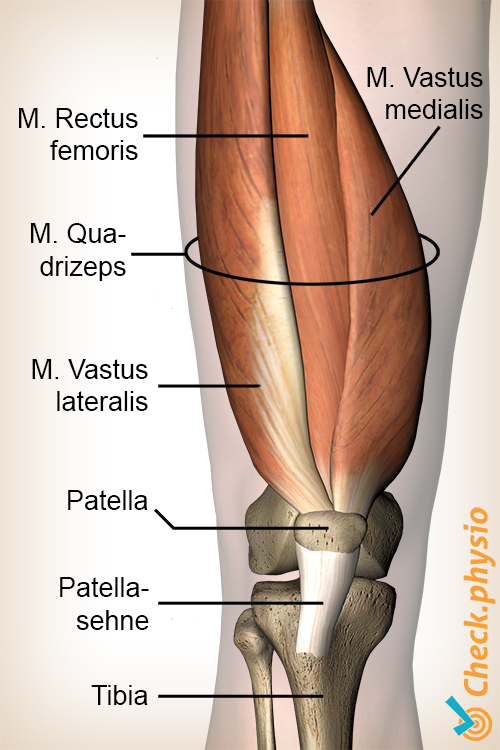 Knie Quadrizepsmuskel Rectus femoris Vastus lateralis medialis Anatomie