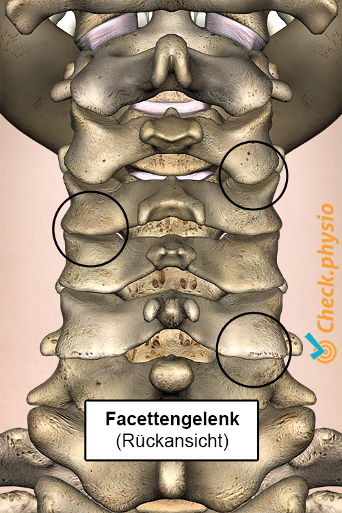 Nacken Facettengelenke Rückansicht zervikal