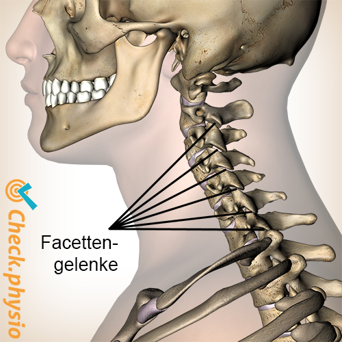 Nacken Facettengelenke Seitenansicht lateral