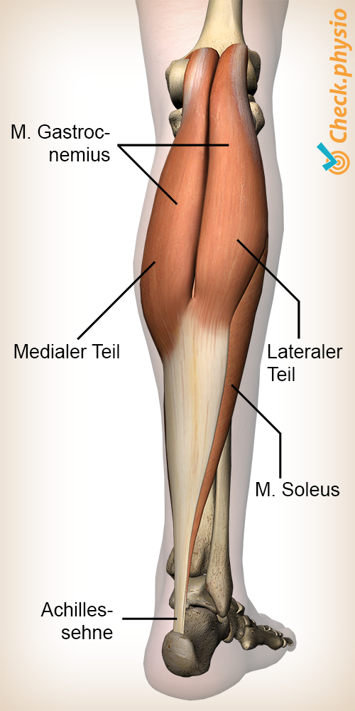 Unterschenkel Wadenmuskel Gastrocnemius Wade Anatomie