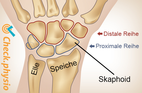 Handgelenk proximale distale Reihe