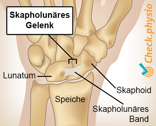 Handgelenk Skapholunäres Gelenk