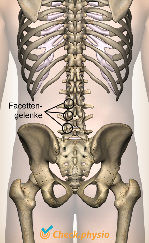 Rücken Facettengelenk
