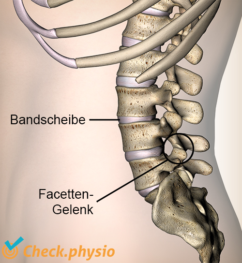 Rücken Facettengelenk Bandscheibe Wirbel Seitenansicht