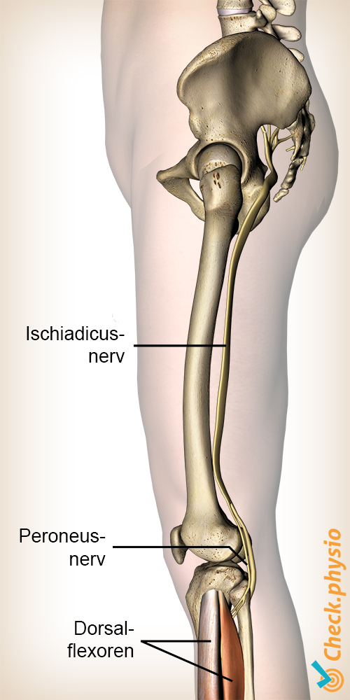 Bein Peroneus Nerv Tibialis Ursprung Nervus ischiadicus