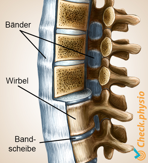 Rücken Wirbelsäule Bänder Wirbel Ligamente