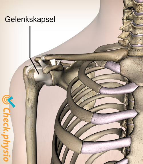 Schulter Kapsel Gelenkkapsel