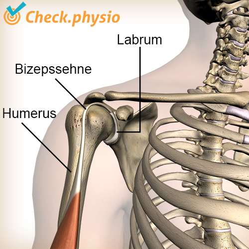Schulter Labrum Bizeps