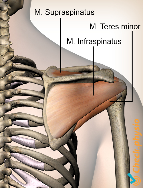 Schulter Rotatorenmanschette Rotatorenmanschette Muskeln Rückseite Supraspinatus Infraspinatus Teres minor