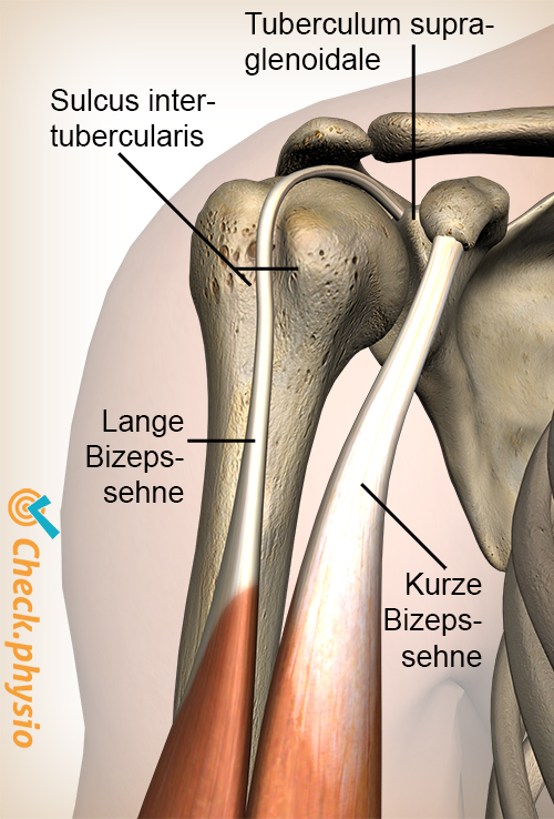 Schulter Sulcus intertubercularis Tuberculum supraglenoidale Biceps brachii caput longum breve