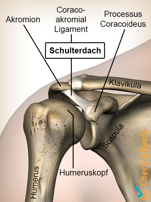 Schulterdach Processus Coracoideus Coracoakromial Ligament Humeruskopf
