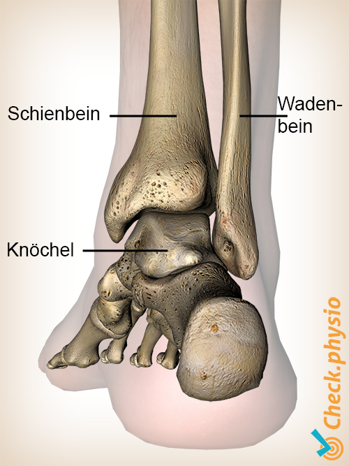 Fuß dorsal Fibula Tibia Anatomie
