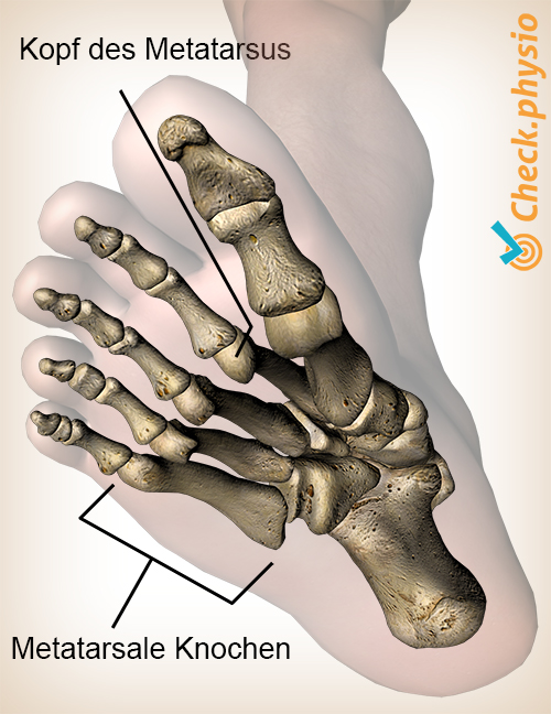 Fuß Metatarsalköpfchen Metatarsus Anatomie Unteransicht