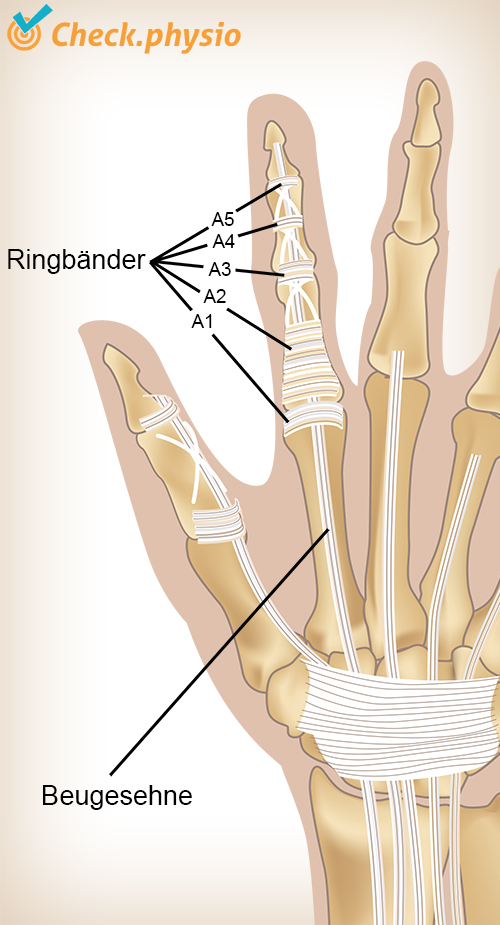 Hand Finger Ringbänder