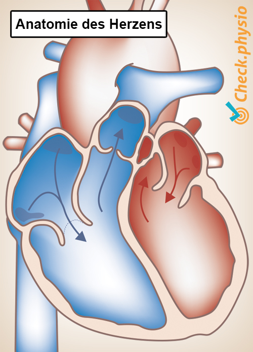 Herzanatomie linker rechter Vorhof Kammer Herzklappe Arterie Vene