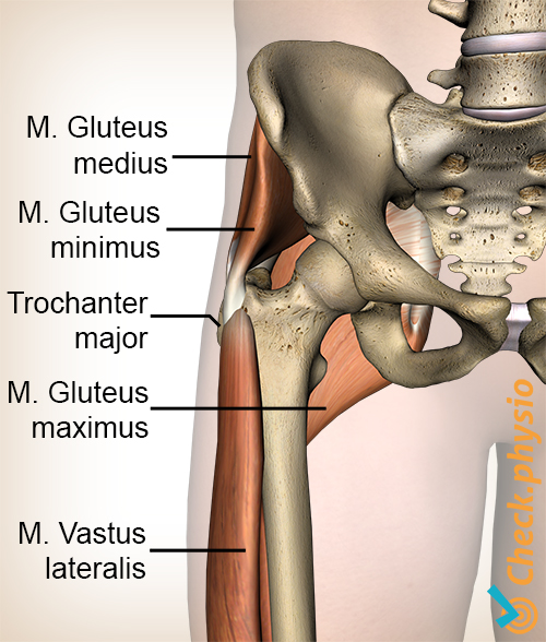 Hüft Gluteus Medius Minimus Maximus Trochanter Major Vastus Lateralis